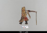 藏品(中國湖北皮影戲偶身)的圖片